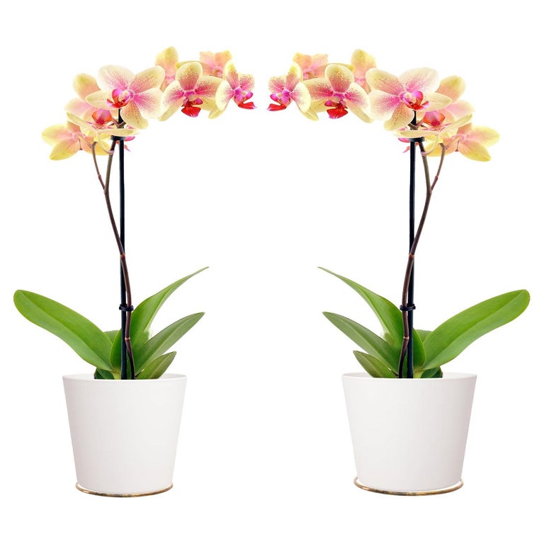 2x wall flower pot holder vienna around 1950s